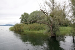 Unteruhldingen: Uferbereich